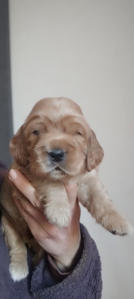 Of Kim And Co - Chiot disponible  - Cocker Spaniel Anglais