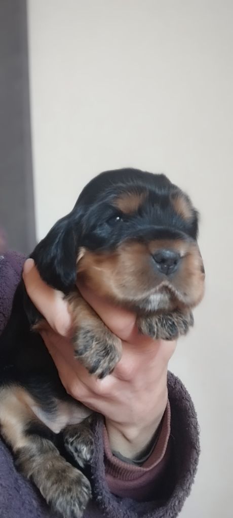 Of Kim And Co - Chiot disponible  - Cocker Spaniel Anglais