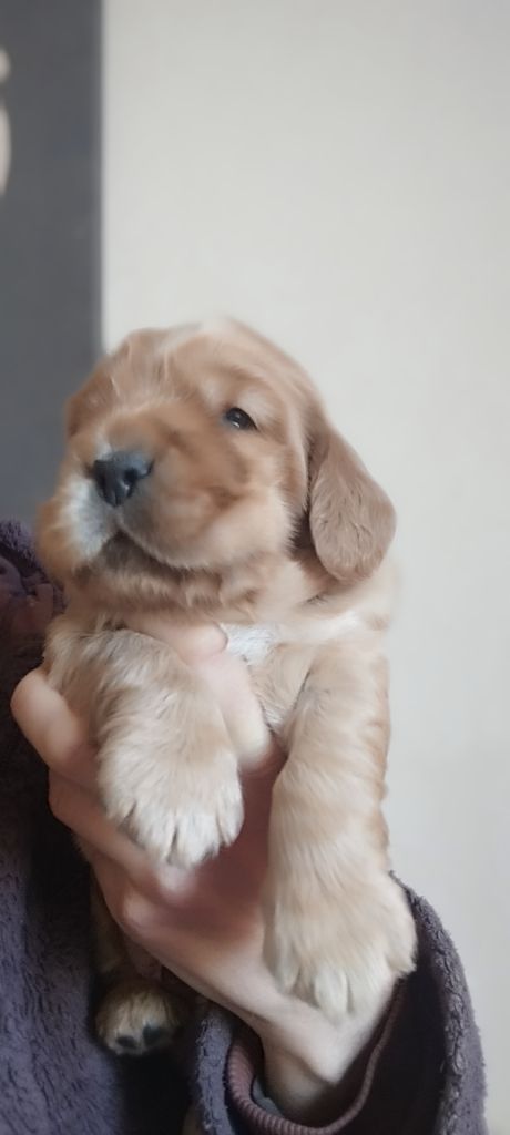 Of Kim And Co - Chiot disponible  - Cocker Spaniel Anglais