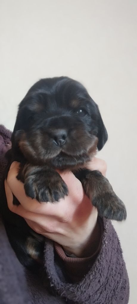 Of Kim And Co - Chiot disponible  - Cocker Spaniel Anglais