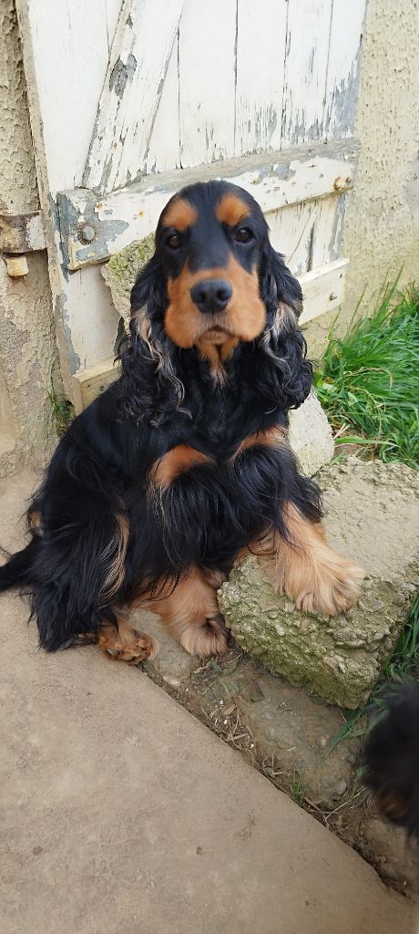 weeping willow's Rocco