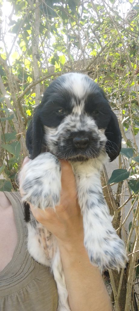 Of Kim And Co - Chiots disponibles - Cocker Spaniel Anglais
