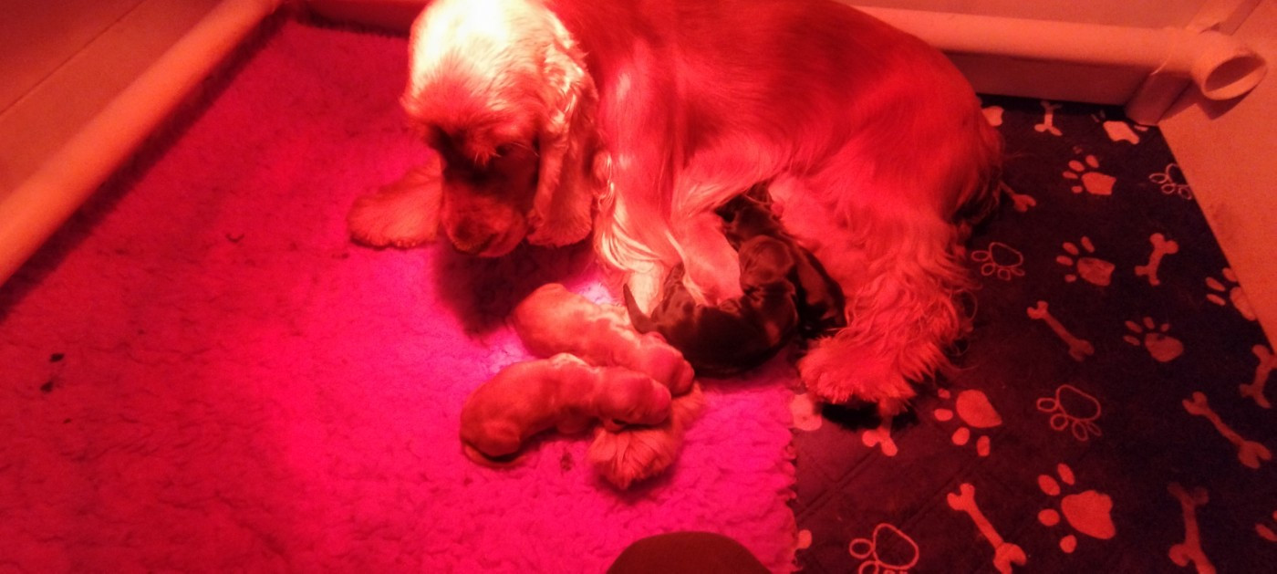 Chiot Cocker Spaniel Anglais Of Kim And Co