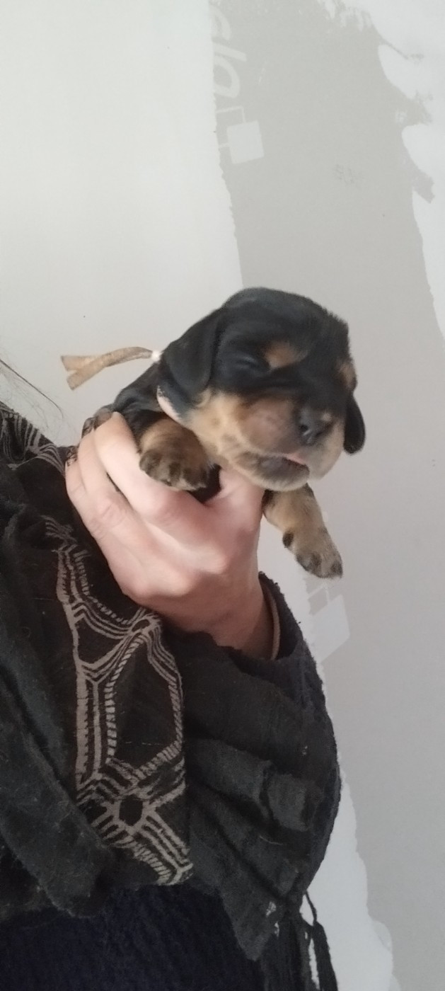 Of Kim And Co - Chiots disponibles - Cocker Spaniel Anglais