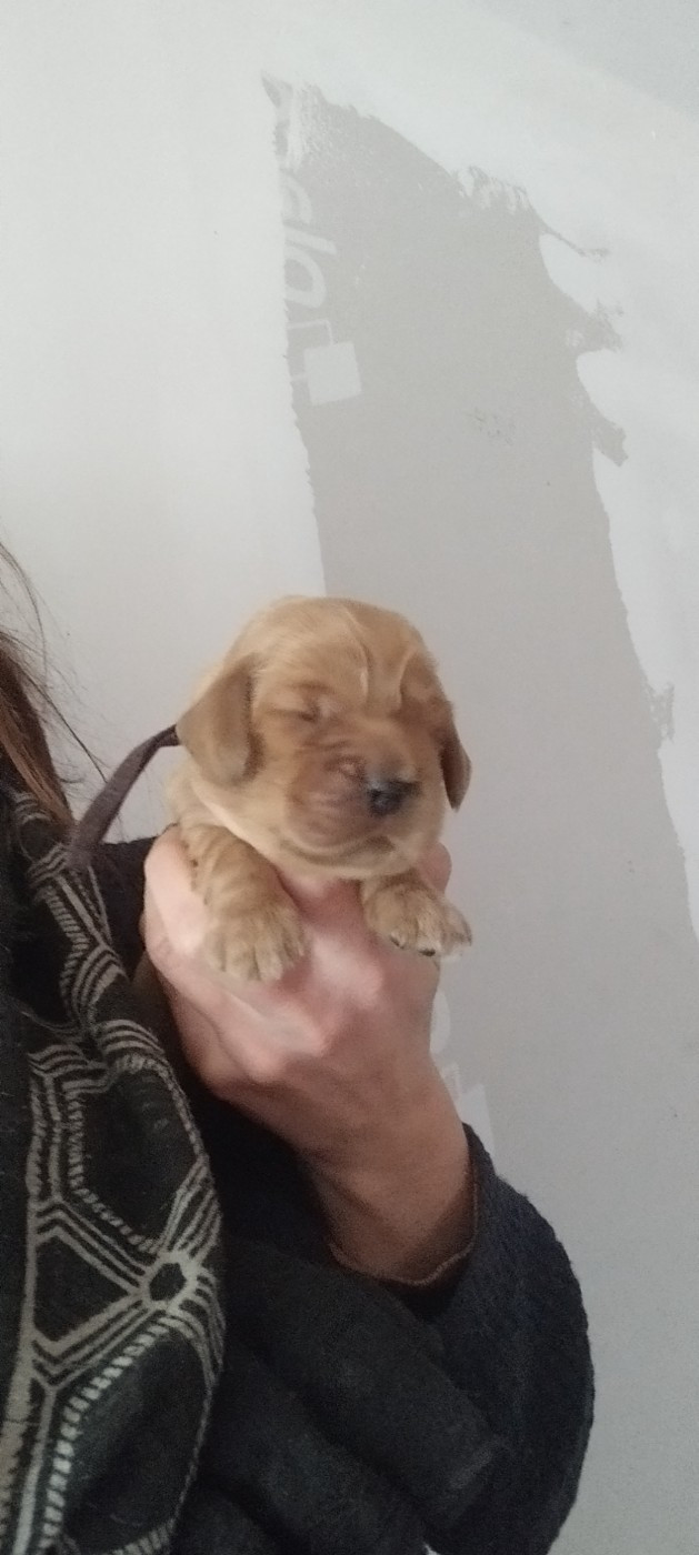 Of Kim And Co - Chiots disponibles - Cocker Spaniel Anglais