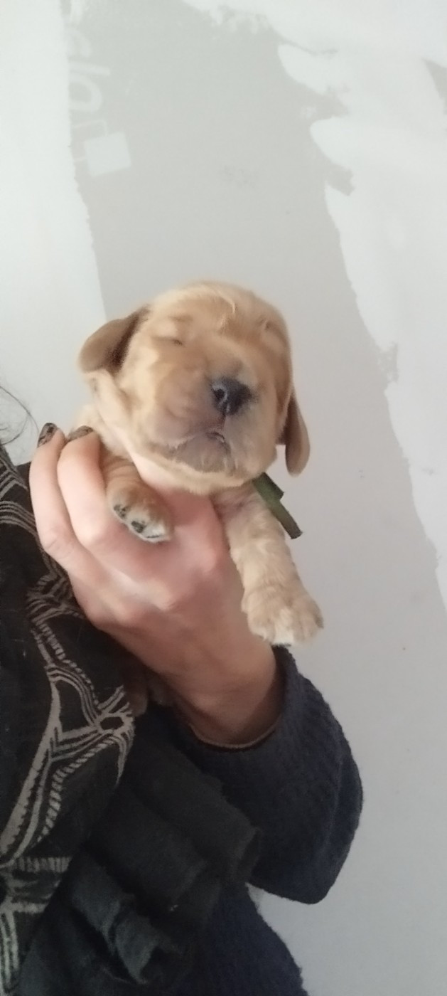 Of Kim And Co - Chiots disponibles - Cocker Spaniel Anglais