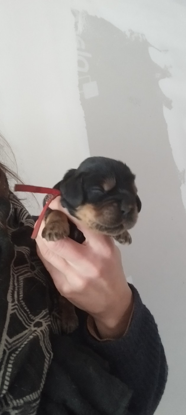 Of Kim And Co - Chiots disponibles - Cocker Spaniel Anglais