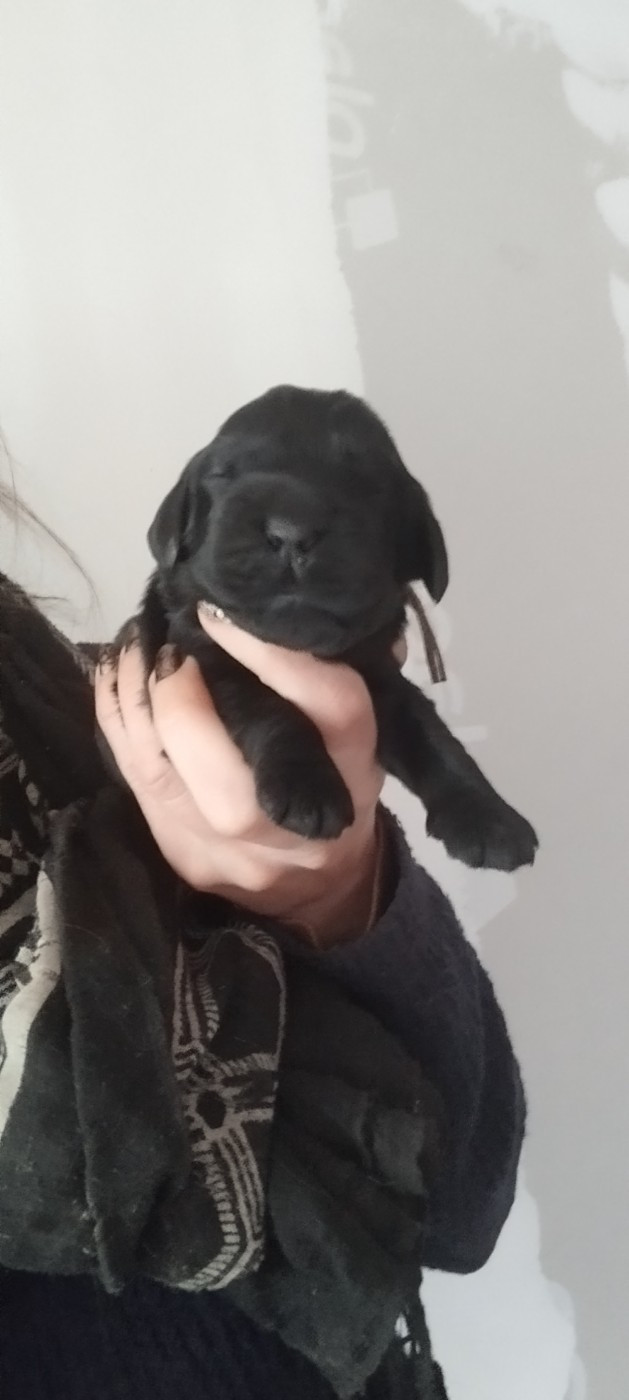 Of Kim And Co - Chiots disponibles - Cocker Spaniel Anglais