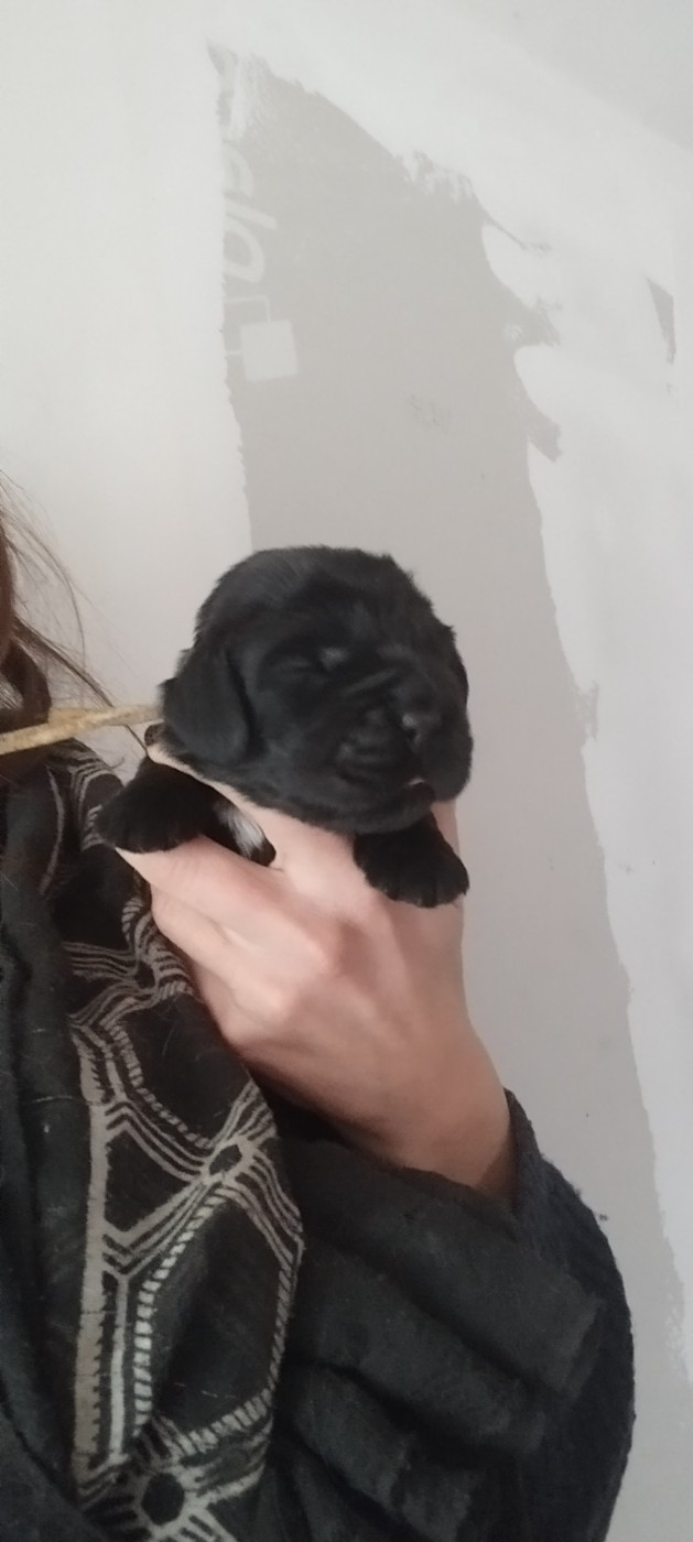 Of Kim And Co - Chiots disponibles - Cocker Spaniel Anglais