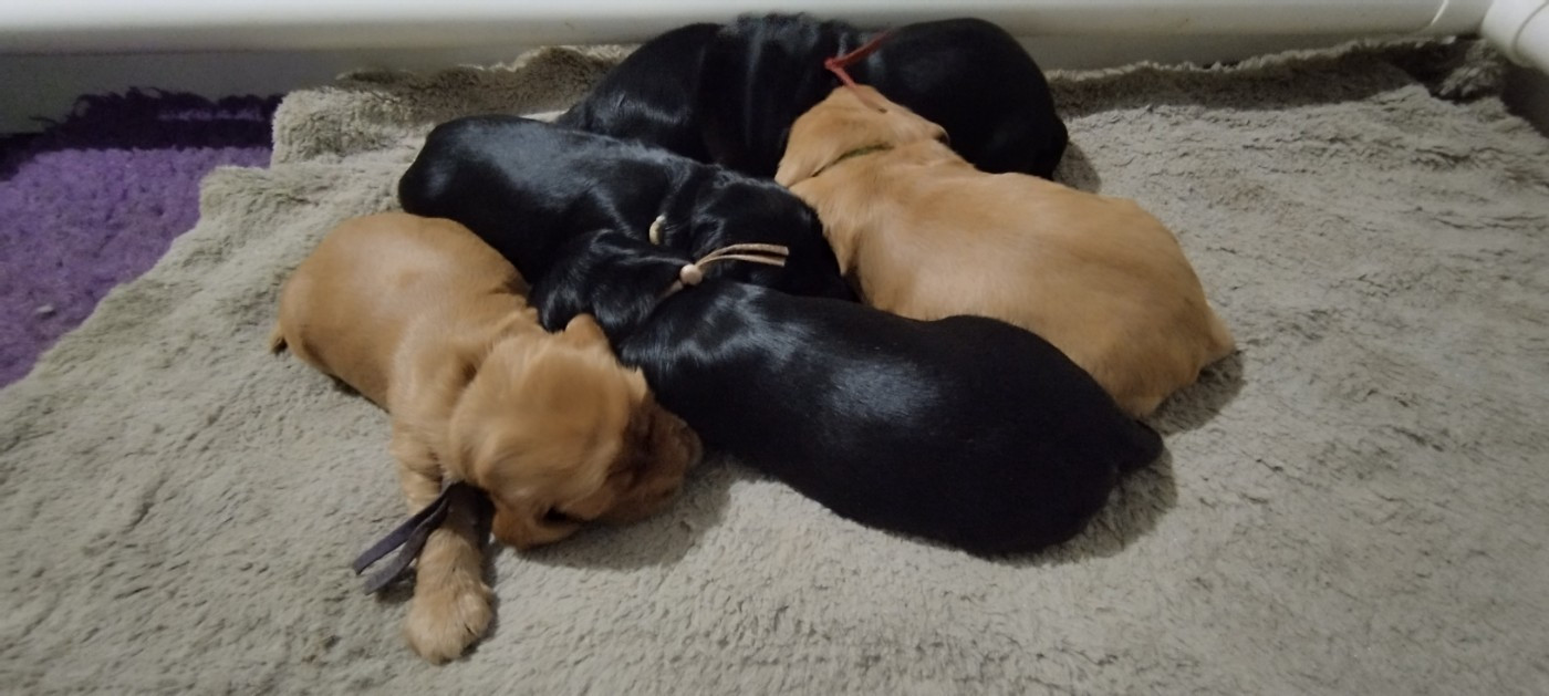 Chiot Cocker Spaniel Anglais Of Kim And Co