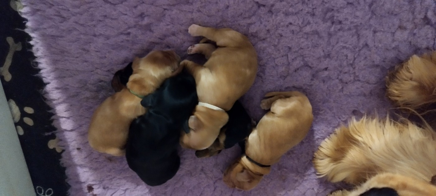 Of Kim And Co - Chiots disponibles - Cocker Spaniel Anglais