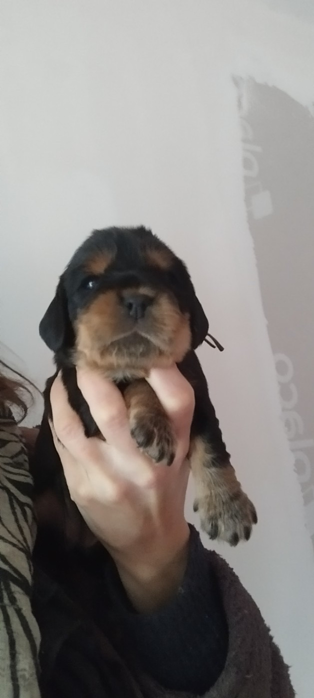 Of Kim And Co - Chiots disponibles - Cocker Spaniel Anglais