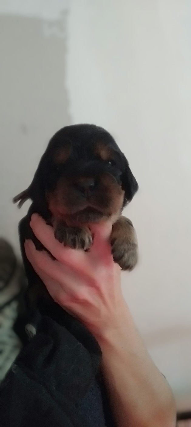 Of Kim And Co - Chiots disponibles - Cocker Spaniel Anglais