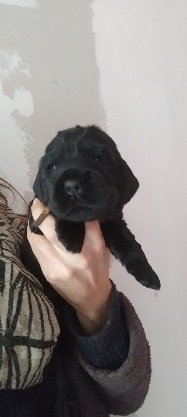 Of Kim And Co - Chiots disponibles - Cocker Spaniel Anglais