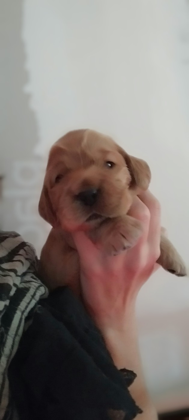 Of Kim And Co - Chiots disponibles - Cocker Spaniel Anglais