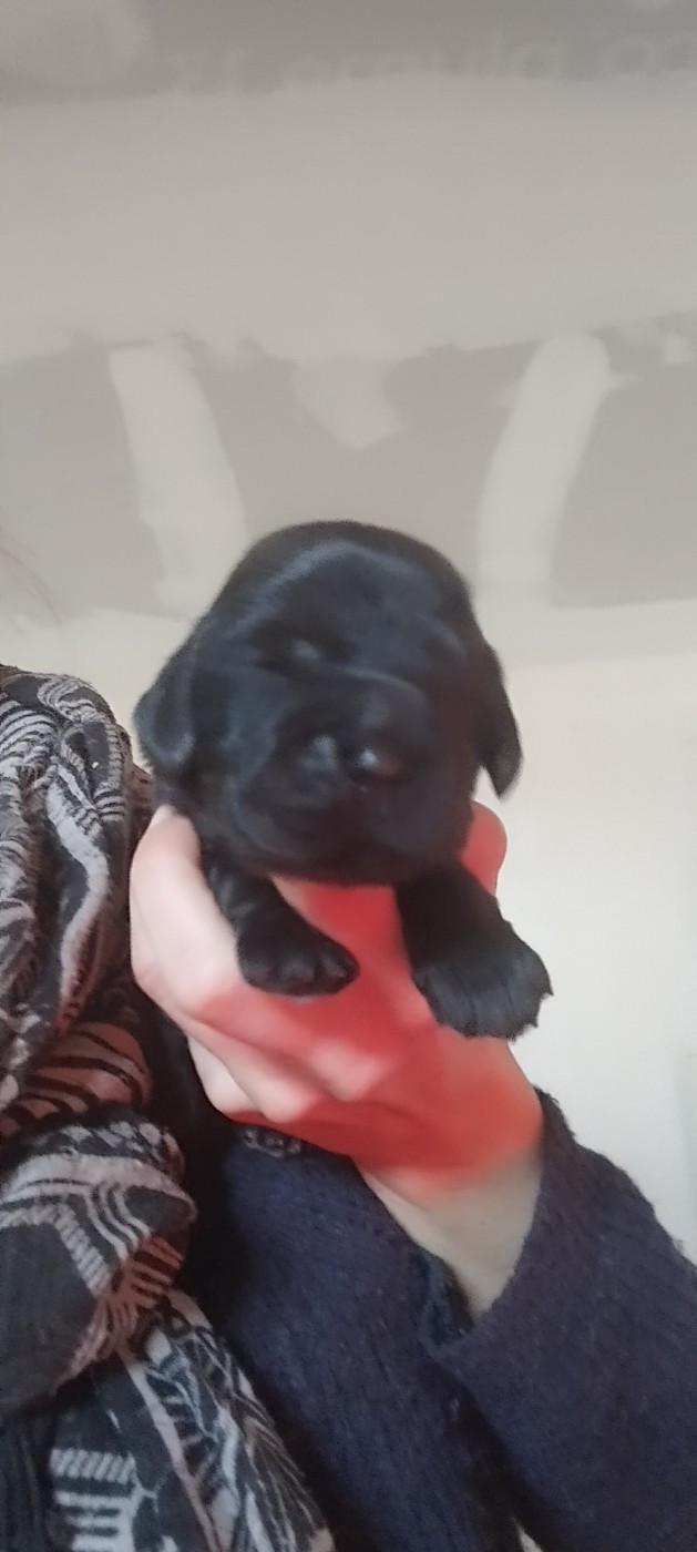 Of Kim And Co - Chiots disponibles - Cocker Spaniel Anglais