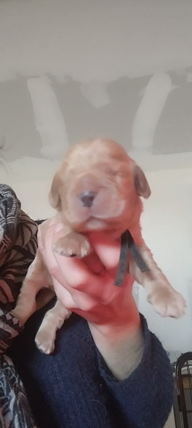 Of Kim And Co - Chiots disponibles - Cocker Spaniel Anglais