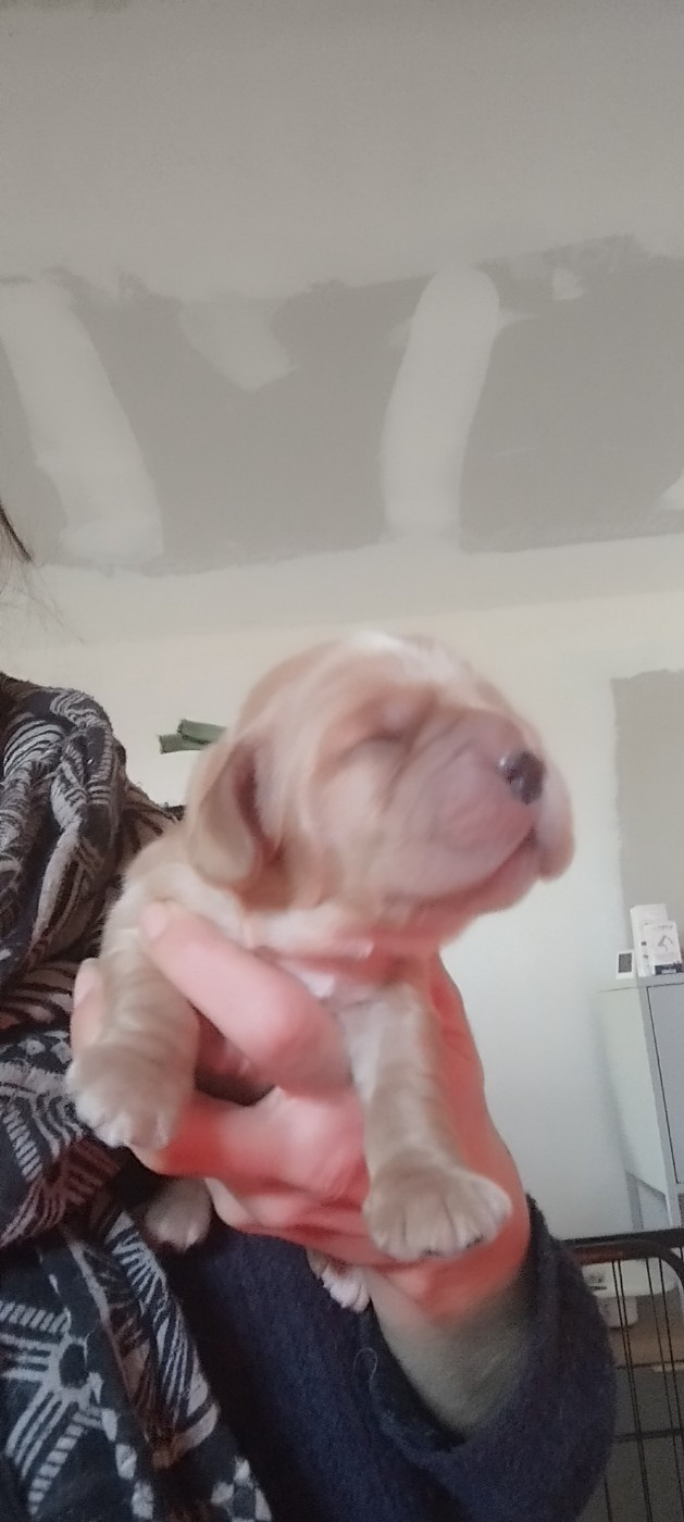 Of Kim And Co - Chiots disponibles - Cocker Spaniel Anglais