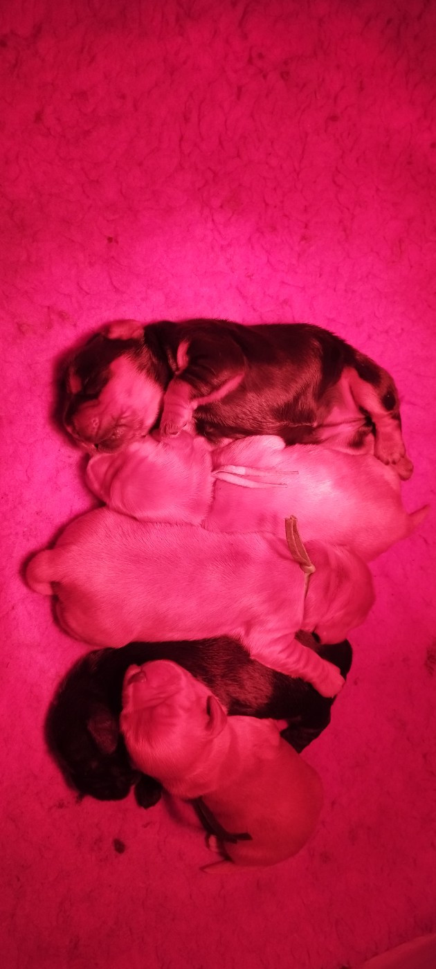 Of Kim And Co - Cocker Spaniel Anglais - Portée née le 30/11/2025