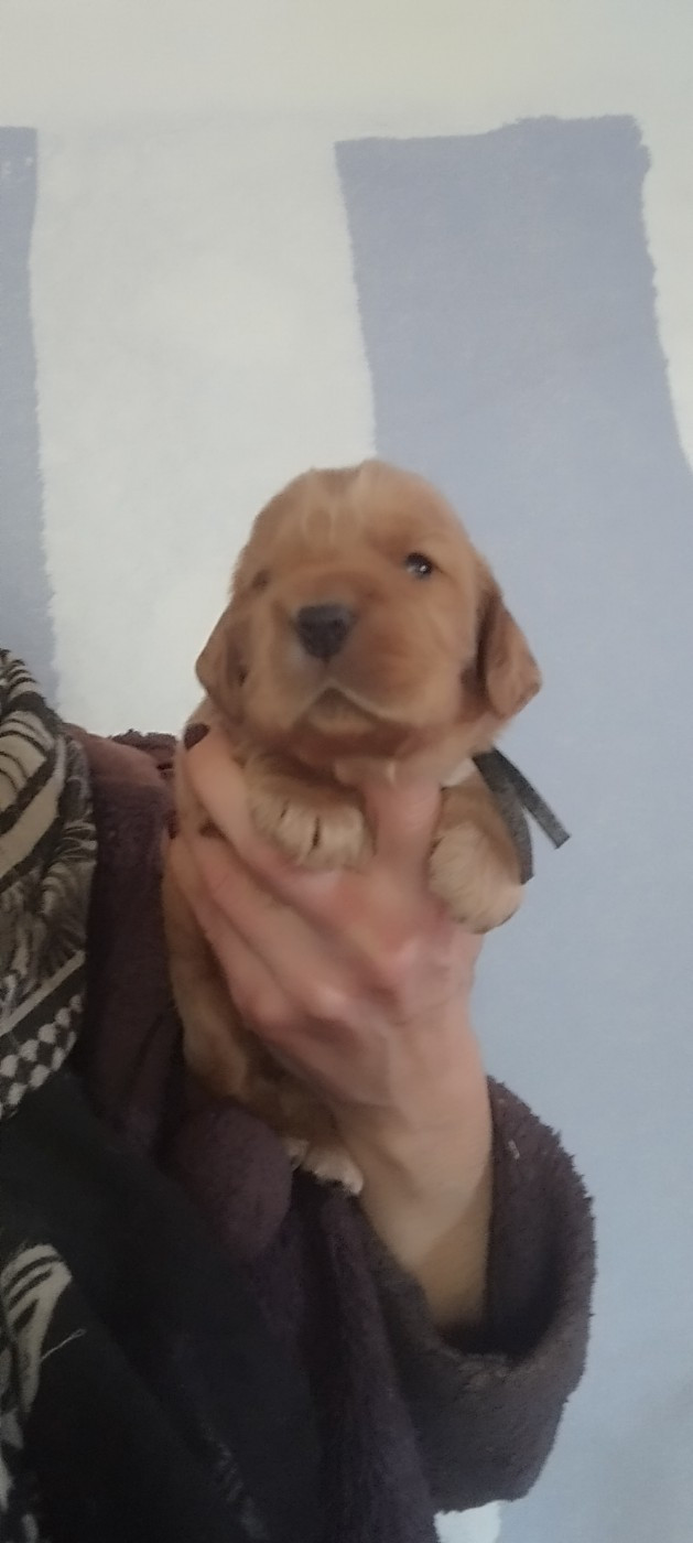 Of Kim And Co - Chiots disponibles - Cocker Spaniel Anglais