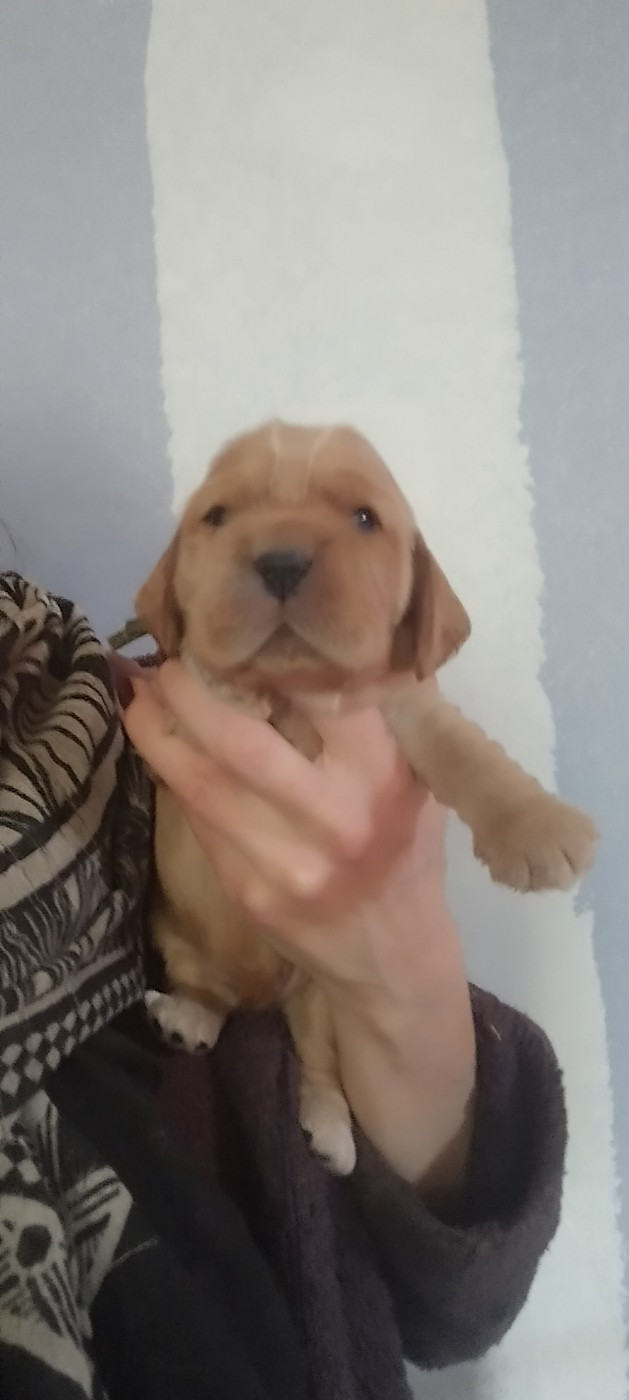 Of Kim And Co - Chiots disponibles - Cocker Spaniel Anglais