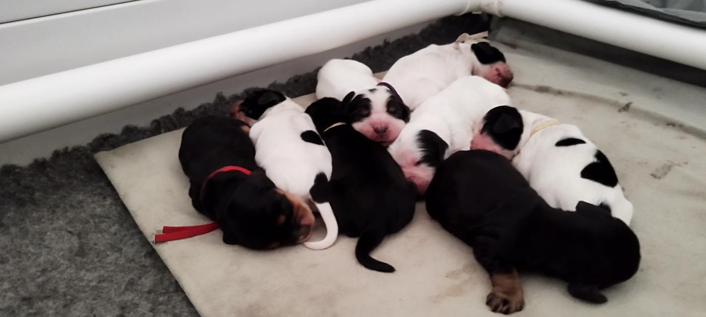 Of Kim And Co - Cocker Spaniel Anglais - Portée née le 11/03/2026