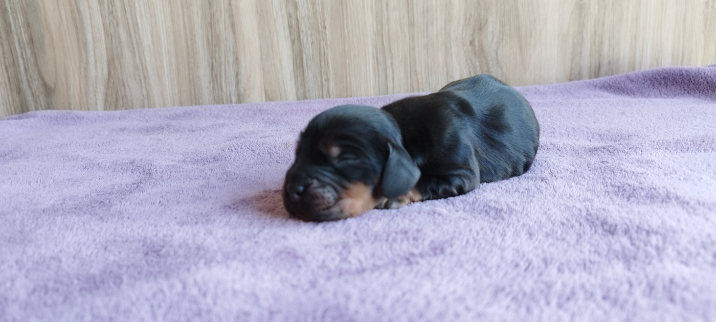 Of Kim And Co - Chiots disponibles - Cocker Spaniel Anglais