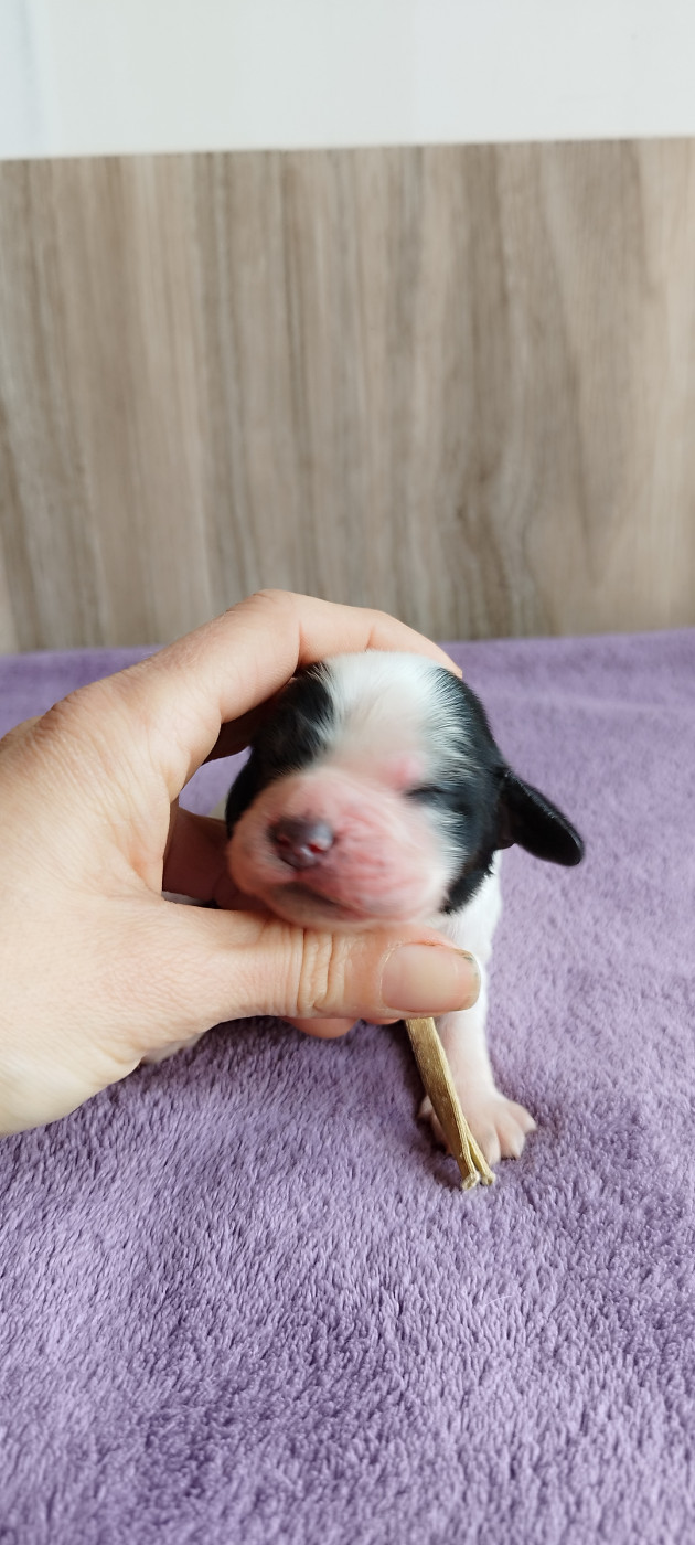 Of Kim And Co - Chiots disponibles - Cocker Spaniel Anglais