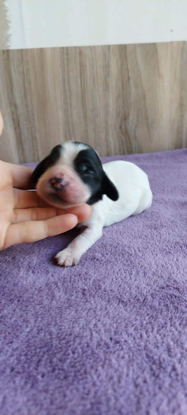 Of Kim And Co - Chiots disponibles - Cocker Spaniel Anglais