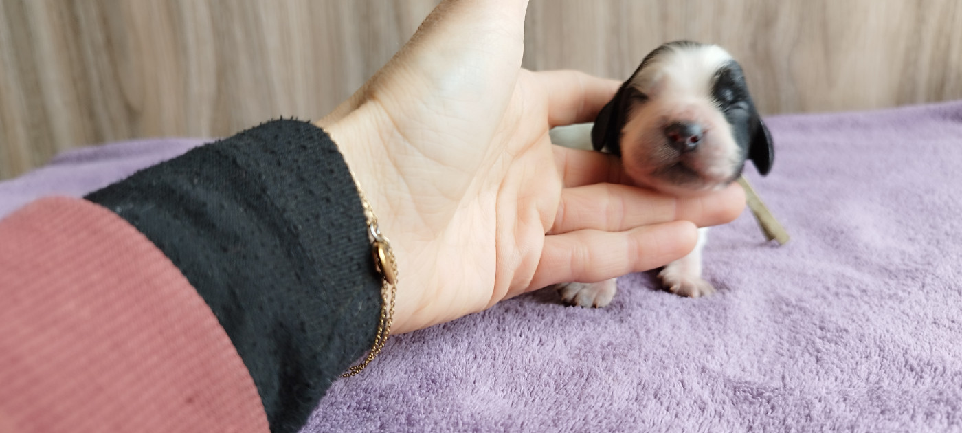 Of Kim And Co - Chiots disponibles - Cocker Spaniel Anglais