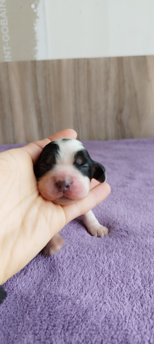 Of Kim And Co - Chiots disponibles - Cocker Spaniel Anglais