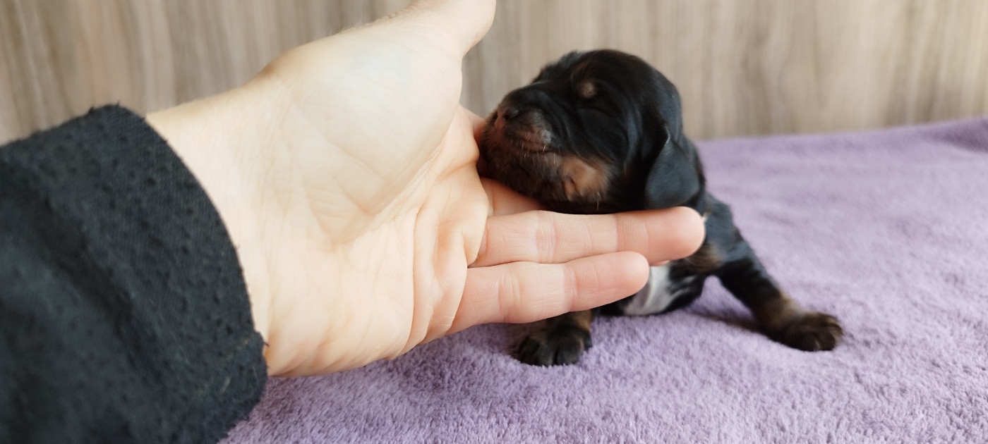 Of Kim And Co - Chiots disponibles - Cocker Spaniel Anglais