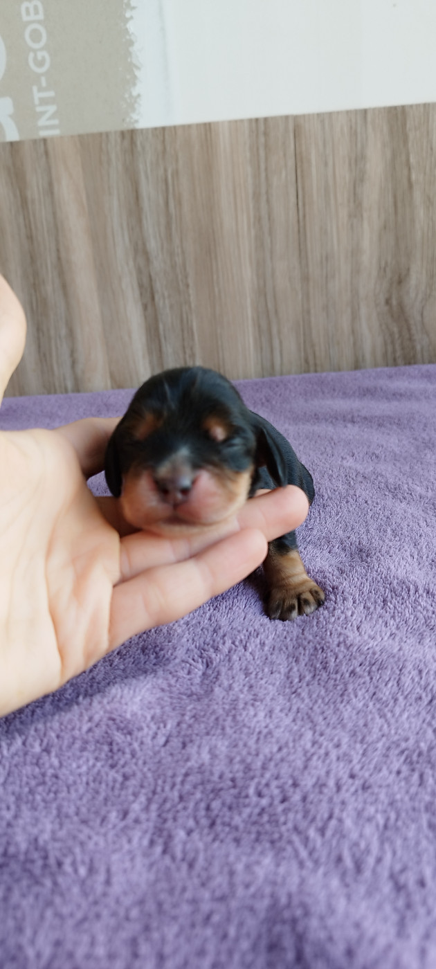 Of Kim And Co - Chiots disponibles - Cocker Spaniel Anglais