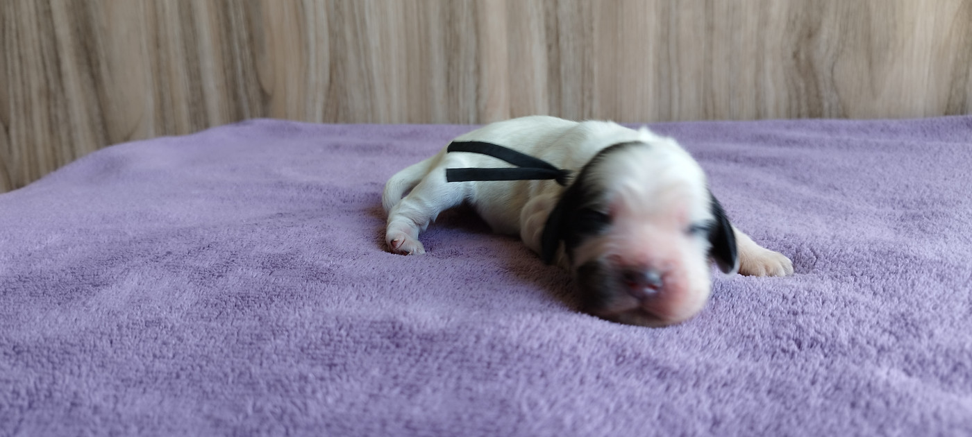 Of Kim And Co - Chiots disponibles - Cocker Spaniel Anglais