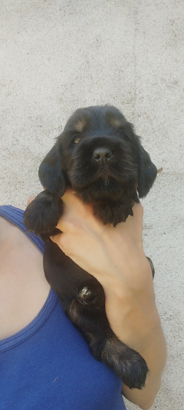 Of Kim And Co - Chiots disponibles - Cocker Spaniel Anglais