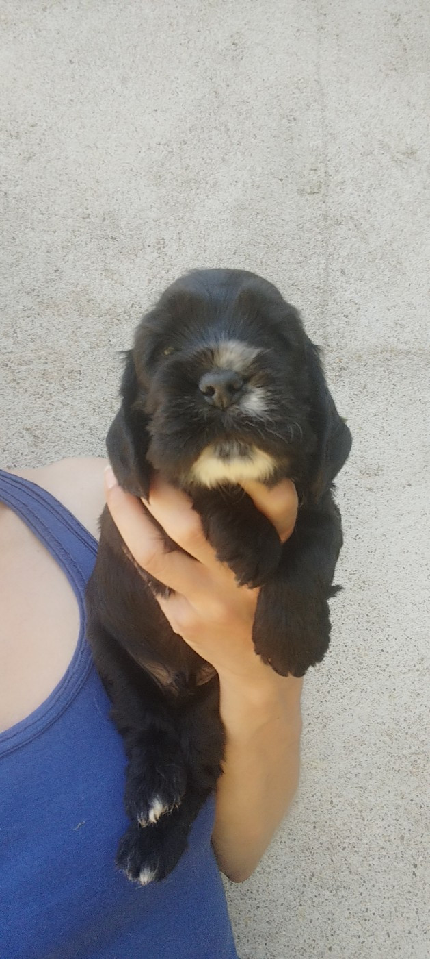 Of Kim And Co - Chiots disponibles - Cocker Spaniel Anglais