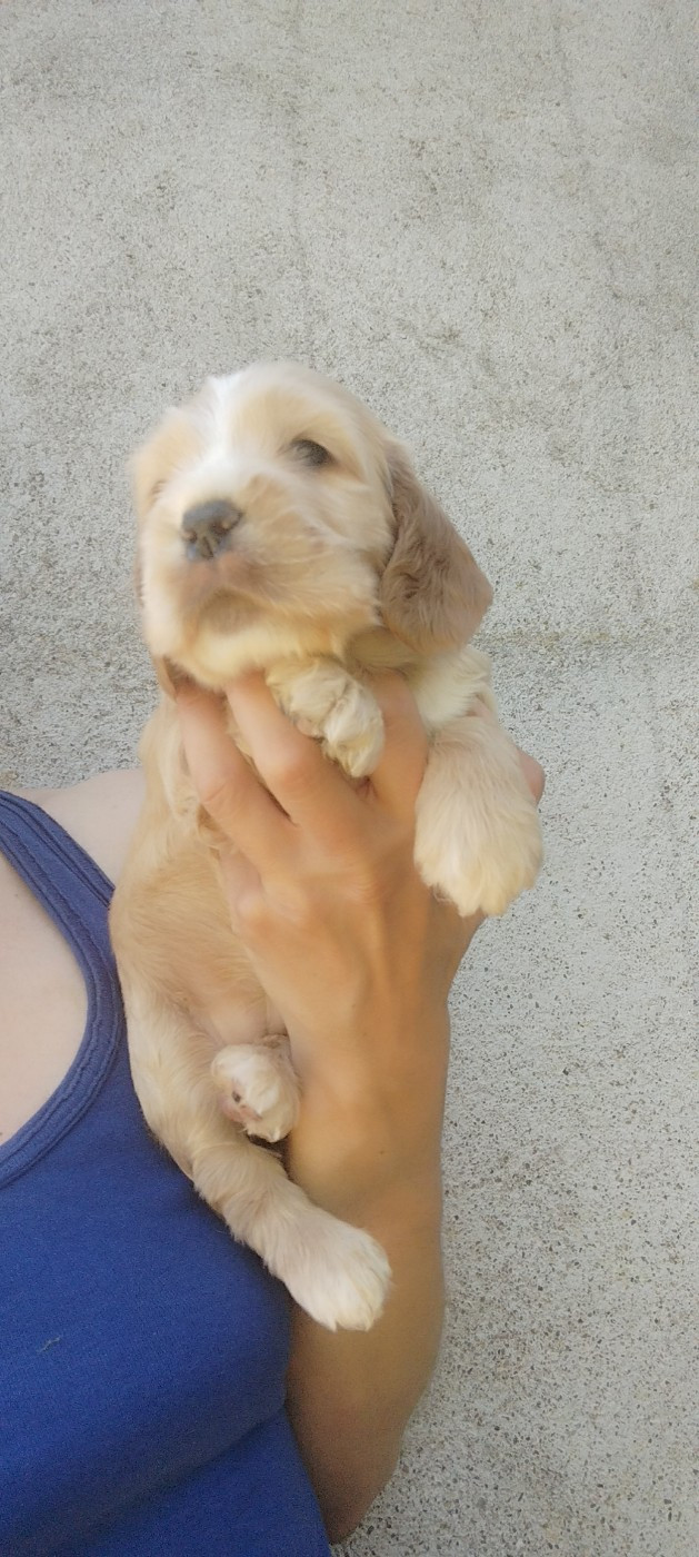 Of Kim And Co - Chiots disponibles - Cocker Spaniel Anglais