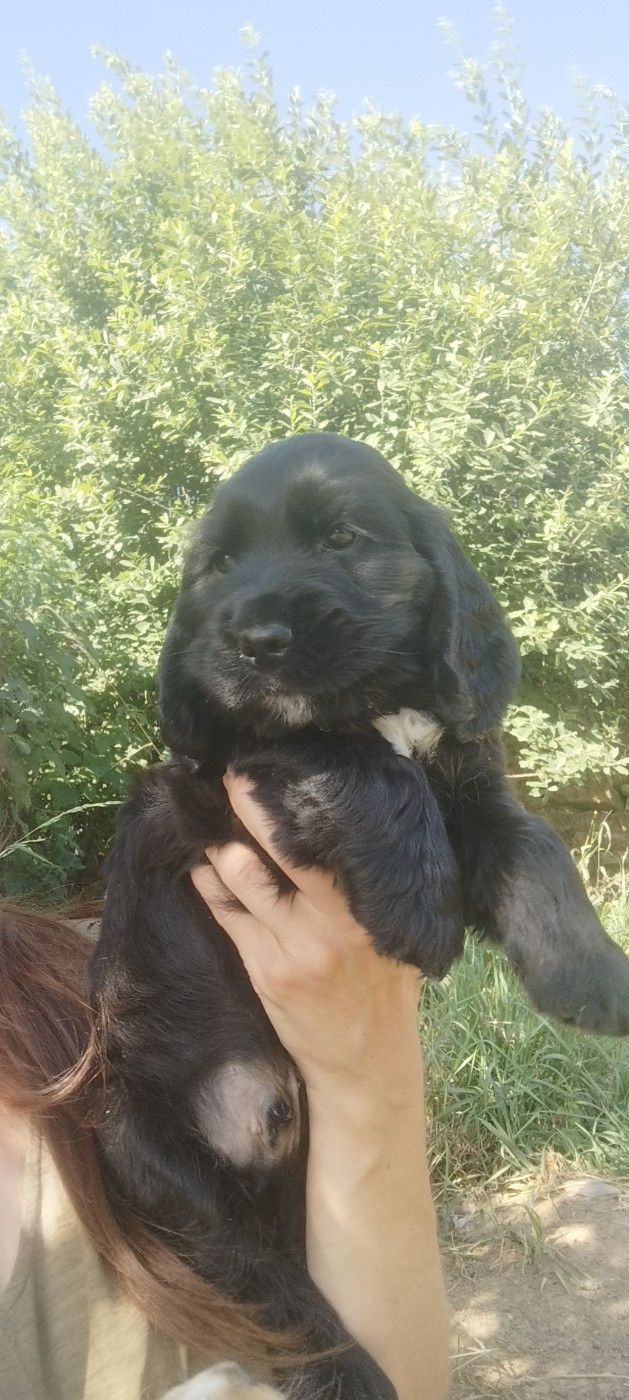 Of Kim And Co - Chiots disponibles - Cocker Spaniel Anglais