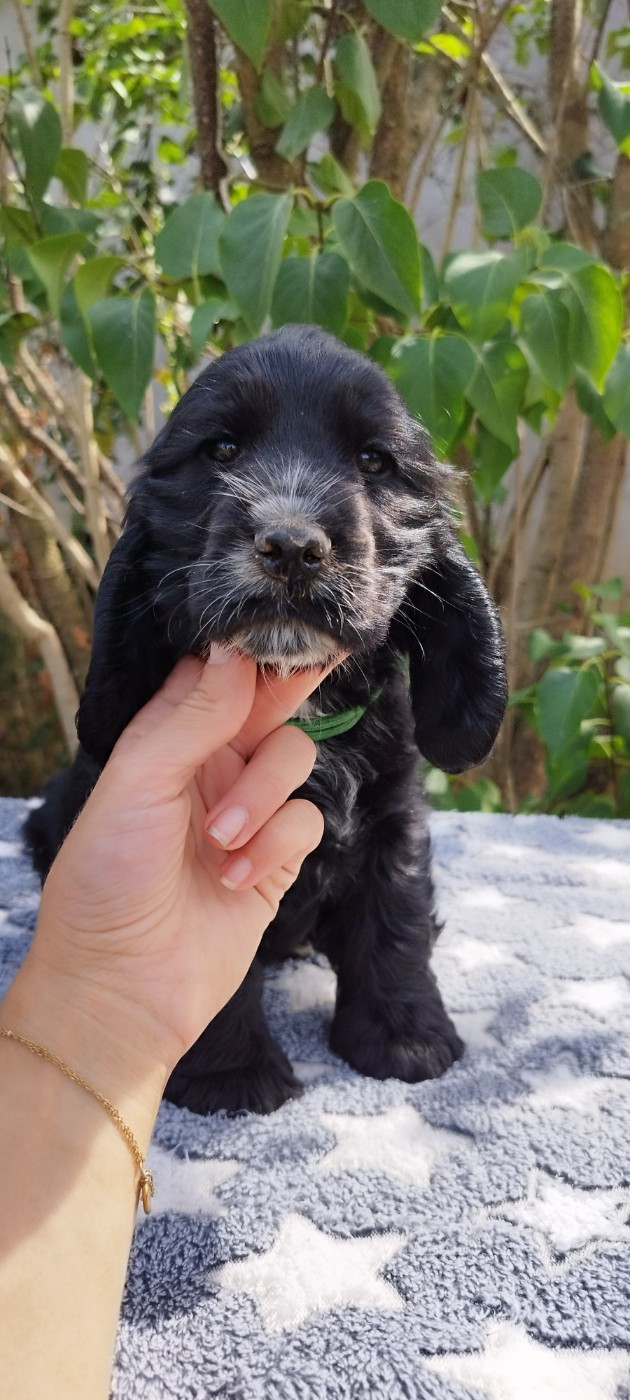 Of Kim And Co - Chiots disponibles - Cocker Spaniel Anglais