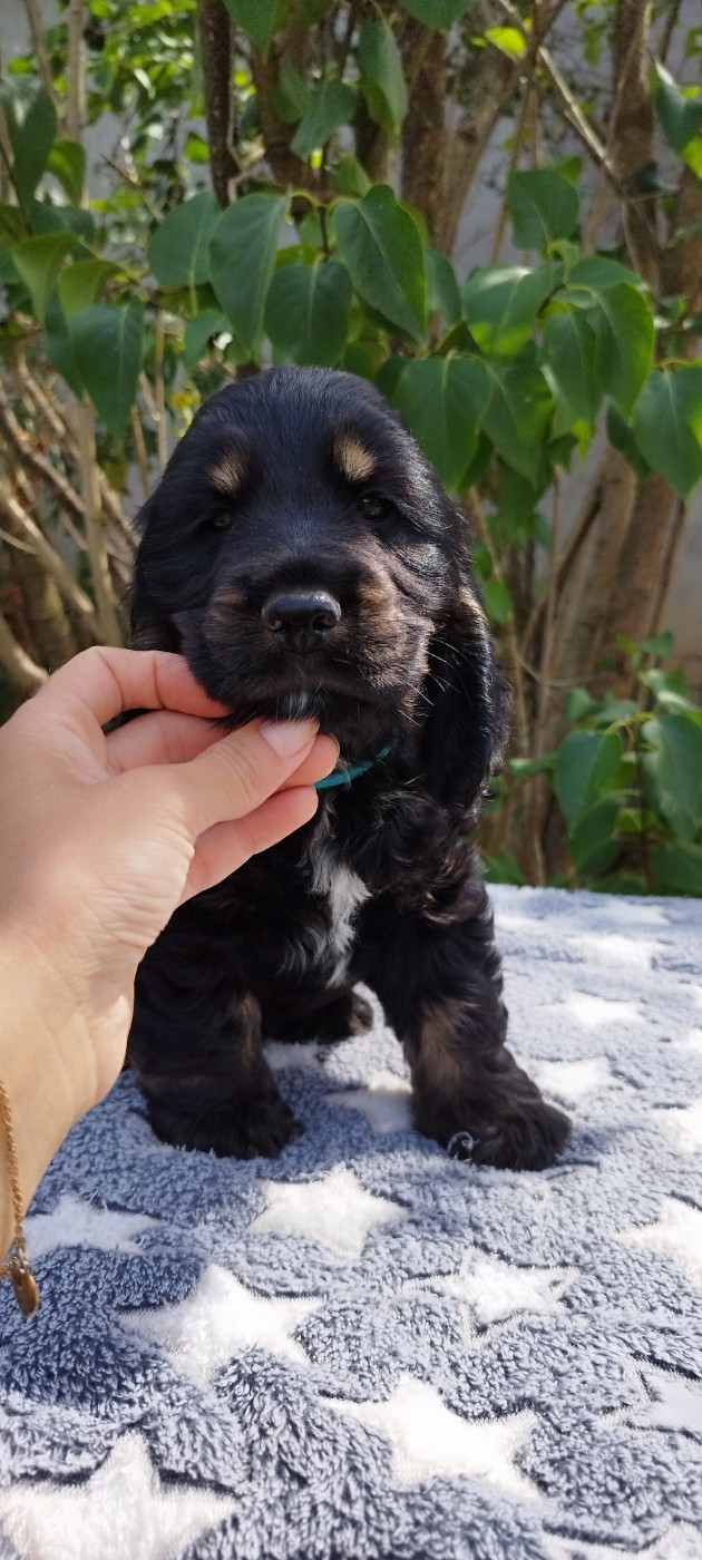 Of Kim And Co - Chiots disponibles - Cocker Spaniel Anglais