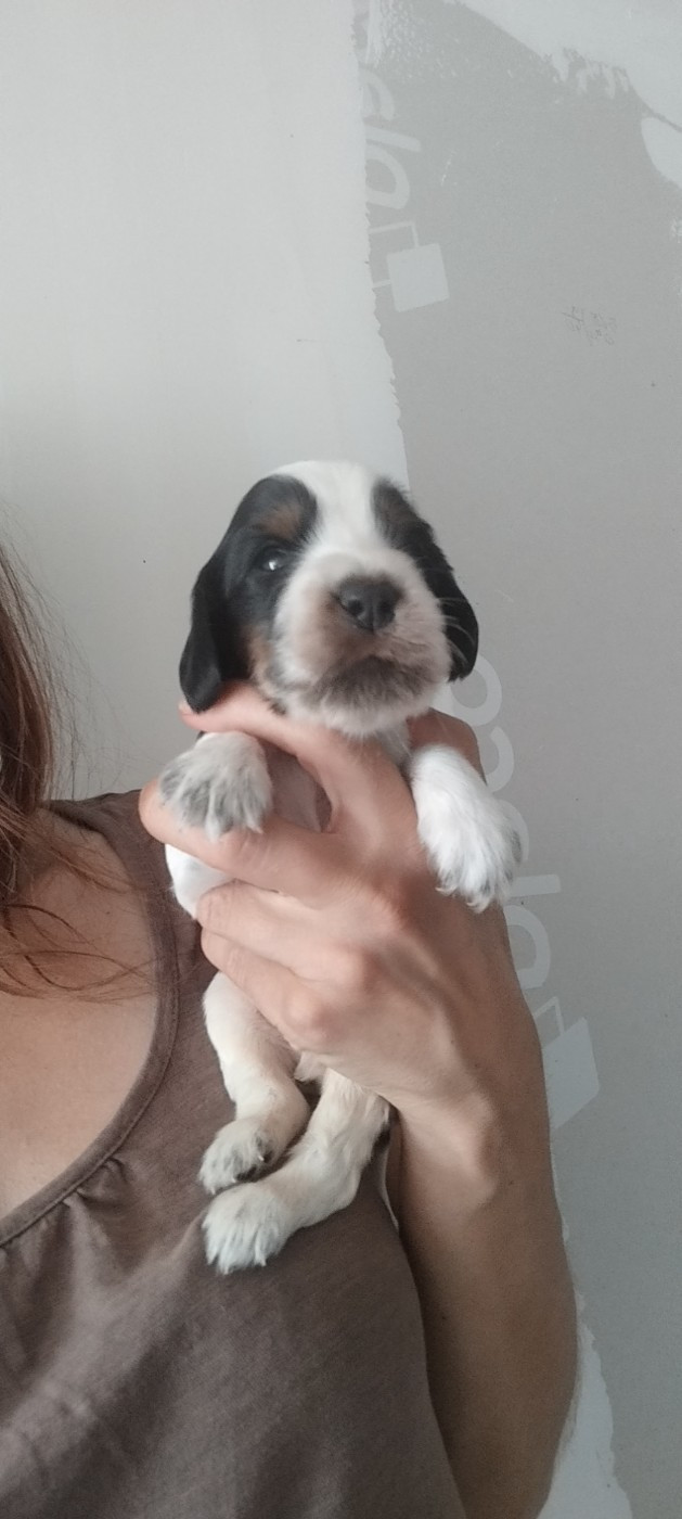 Of Kim And Co - Chiots disponibles - Cocker Spaniel Anglais