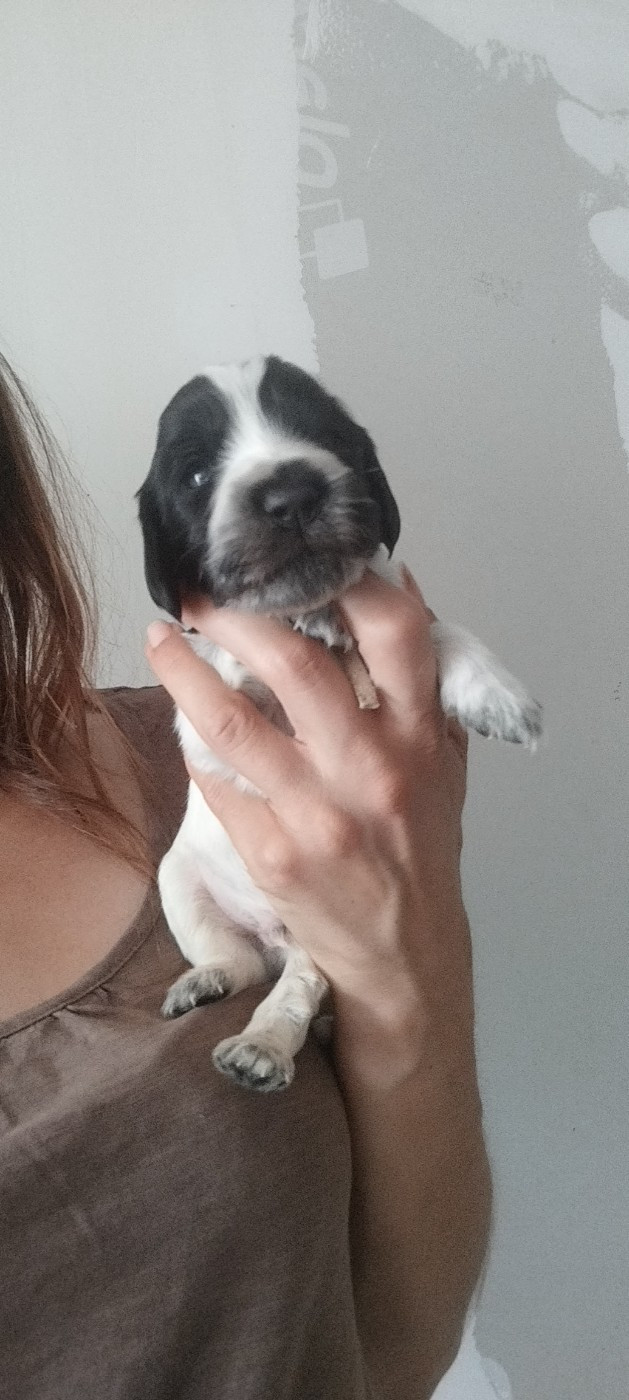 Of Kim And Co - Chiots disponibles - Cocker Spaniel Anglais