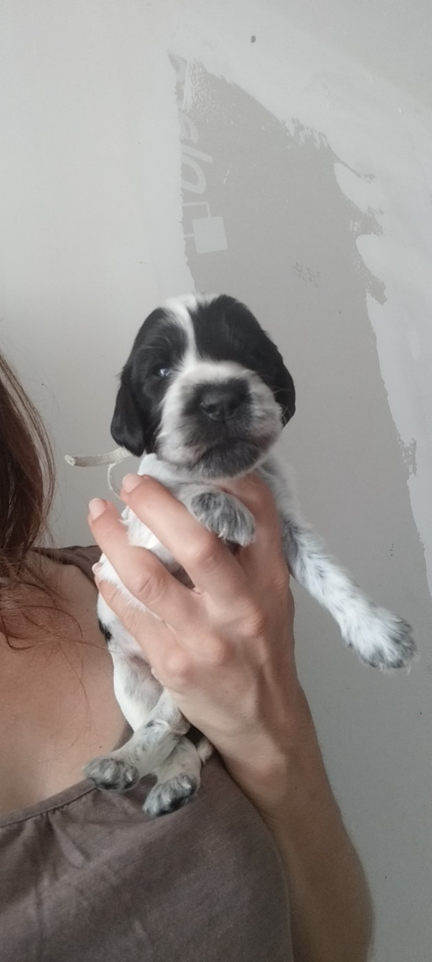 Of Kim And Co - Chiots disponibles - Cocker Spaniel Anglais