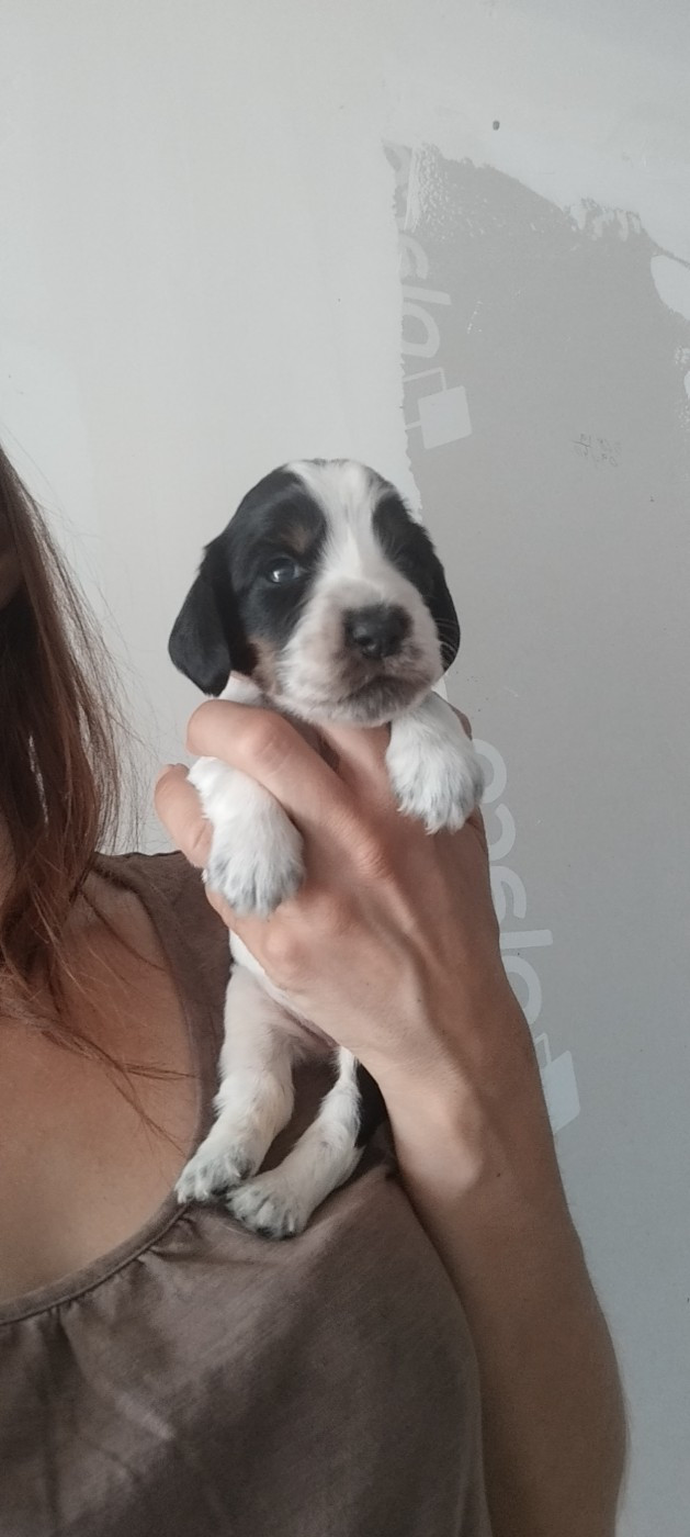 Of Kim And Co - Chiots disponibles - Cocker Spaniel Anglais