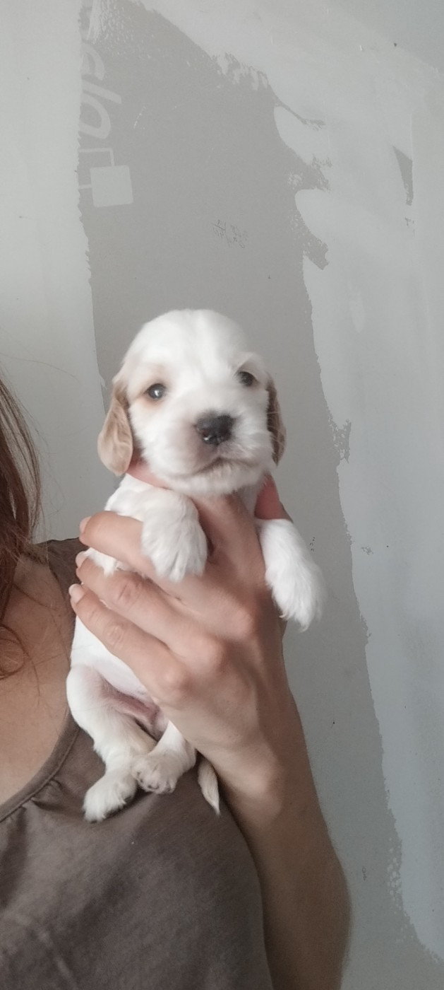 Of Kim And Co - Chiots disponibles - Cocker Spaniel Anglais