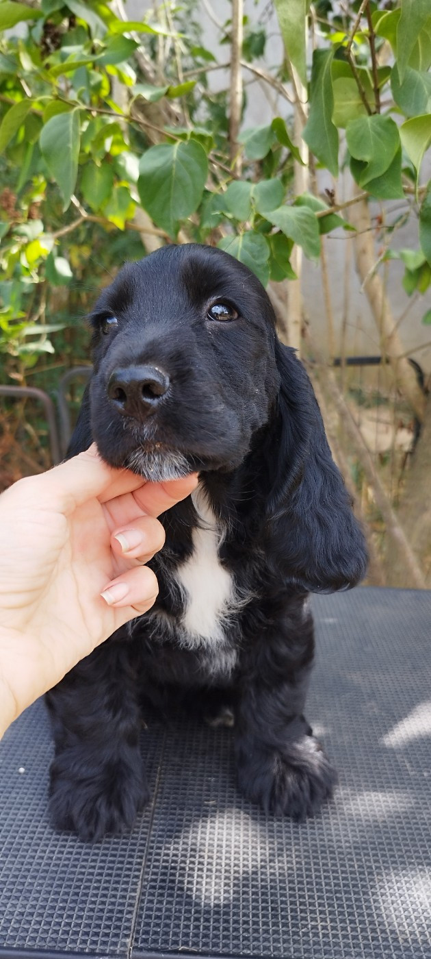 Of Kim And Co - Chiots disponibles - Cocker Spaniel Anglais