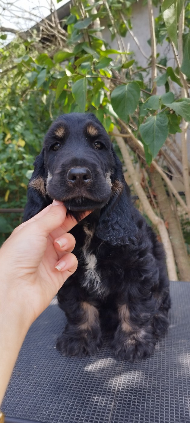 Of Kim And Co - Chiots disponibles - Cocker Spaniel Anglais