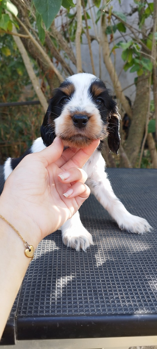 Of Kim And Co - Chiots disponibles - Cocker Spaniel Anglais
