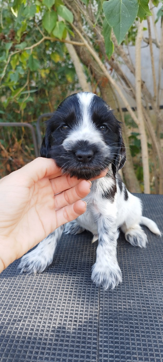 Of Kim And Co - Chiots disponibles - Cocker Spaniel Anglais