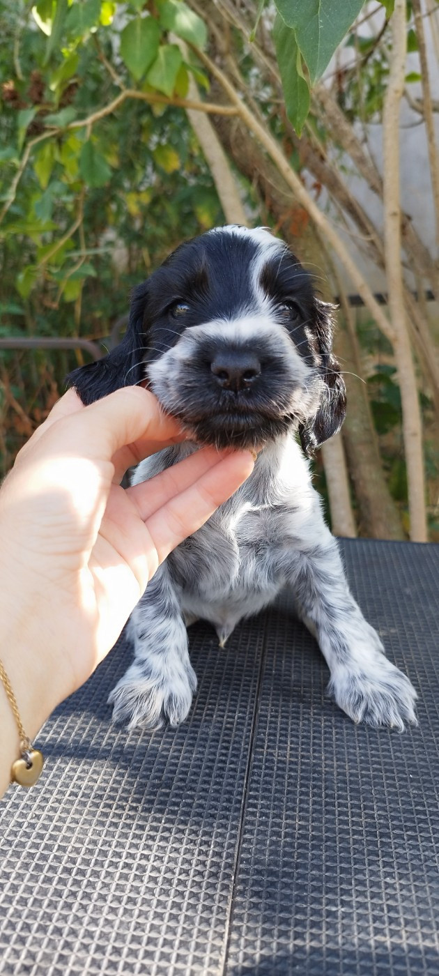 Of Kim And Co - Chiots disponibles - Cocker Spaniel Anglais